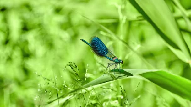 Calopteryx splendens es una especie de dípteros nematóceros perteneciente a la familia Calopterygidae. A menudo se encuentra a lo largo de arroyos y ríos de flujo lento. . — Vídeos de Stock