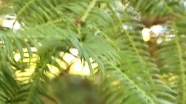 Cephalotaxus sinensis iğne yapraklı shub veya erik porsuk ailesi, Çin'e yerli küçük ağaç var. Bazı botanikçiler Cephalotaxus koreana ve sinensis Cephalotaxus harringtonii ile eşanlamlı olmak için göz önünde bulundurun.