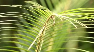 Palmiye ailesinden Zamiaceae, Queensland (Avustralya), yerel Ferdinand von Mueller, sonra Charles Moore, yönetmen, Kraliyet Botanik Bahçeleri, Sydney adlandırma tarafından tanımlanmıştır Macrozamia moorei olduğunu.