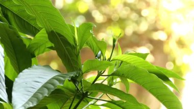 Justicia adhatoda, Malabar fındık, adulsa, adhatoda, vasa veya vasaka, tıbbi Asya'ya Siddha tıp, Ayurveda, Homeopati ve tıp kurşunlar sistemleri yaygın olarak kullanılan doğal bitkidir.