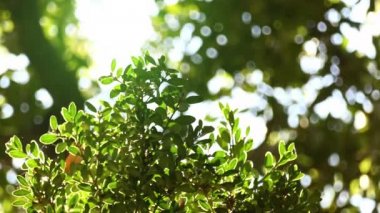 Aile Buxaceae şimşir Balear (şimşir balearica).