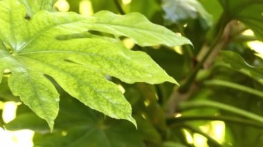Fatsia japonica, Ayrıca parlak-yaprak kağıt fabrikası, fatsi, paperplant, yanlış Hint yağı bitki veya Japon sarılıcı, çiçekli bitki ailesindeki Sarmaşıkgiller, Japonya, Kore ve Tayvan yerel familyasından.
