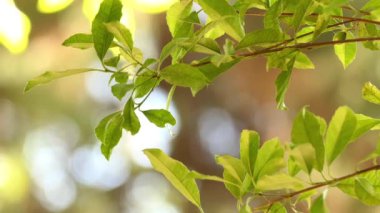 Elaeodendron australe çalı veya küçük ağaç Tuross Head Moruya yakınındaki, New South Wales için merkezi kıyı Queensland büyüyen var. Kırmızı zeytin dut adları dahil, zeytin Erik ve cassine kırmızı meyveli.