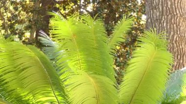 Cycas rumphii veya Kraliçe sago palmiye, dioik Açık tohumlular, tür Sikas Cycas anavatanı Endonezya, Yeni Gine ve Christmas Adası cins içinde olduğunu. Palm gibi her ne kadar görünüşte, palmiye değil.