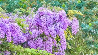 Wisteria sinensis (Çin wisteria) odunsu, yaprak döken, çok yıllık cins Wisteria, Çin'e yerel Guangxi, Guizhou, Hebei, Henan, Hubei, Shaanxi, ve Yunnan illerde sarmaşık tırmanma.
