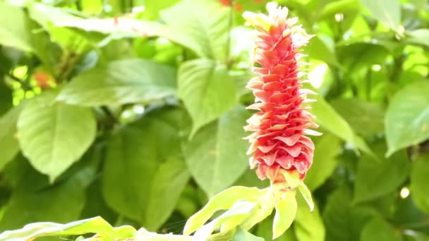 Costus barbatus, spiralförmiger Ingwer, ist eine mehrjährige Pflanze mit roten Blütenständen. costus barbatus stammt aus Costa Rica. Pflanzen werden von Kolibris bestäubt. — Stockvideo