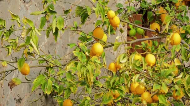 Gul citron hängande på ett träd och nästa blommor. — Stockvideo