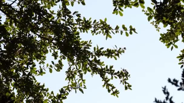 Quercus virginiana, südliche lebende Eiche, ist eine immergrüne Eiche aus den südöstlichen Vereinigten Staaten. — Stockvideo