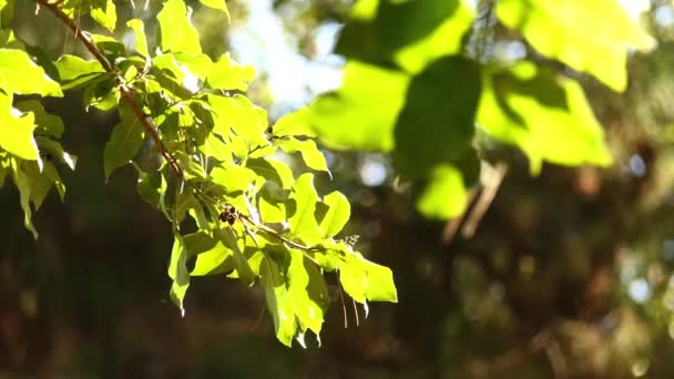 Ehretia latifolia en familia Boraginacrae, América Central . — Vídeo de stock