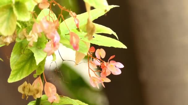 Begonia corallina Carriere Lucerna, Horticola. — Stockvideo