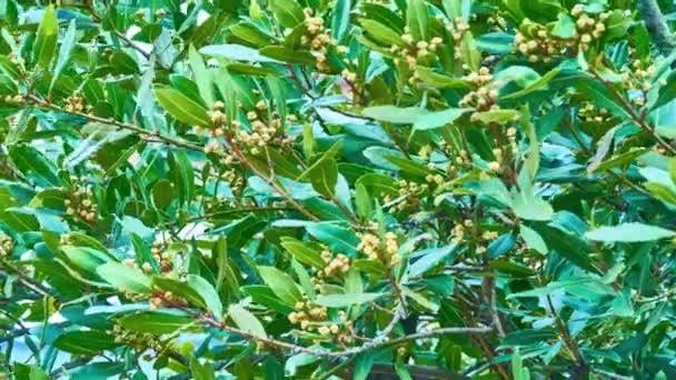 Το Laurus nobilis, Grecian laurel ή γλυκιά αληθινή δάφνη είναι ένα αρωματικό αειθαλές δέντρο ή μεγάλος θάμνος με πράσινα, λαμπερά φύλλα, στην ανθοφόρα οικογένεια φυτών Lauraceae. — Αρχείο Βίντεο