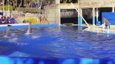 Madrid, İspanya - 12 Aralık 2017: Hayvanat Bahçesi Aguarium yunuslar temsil.