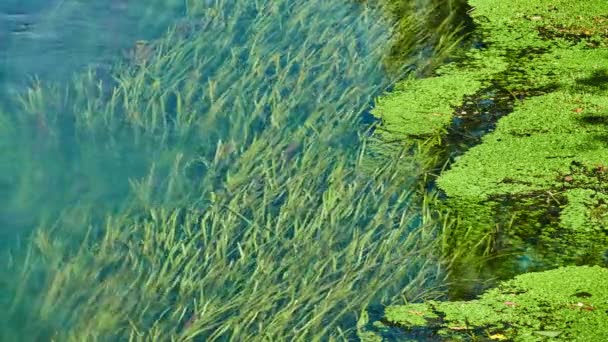 Lange algen kunnen worden gezien door transparante oppervlak van water — Stockvideo