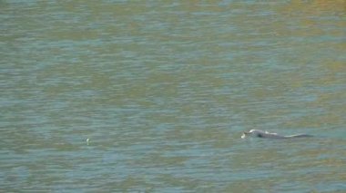 Köpek topu tarafından atılan suda yüzüyor.