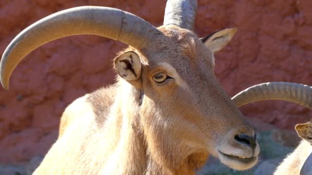 バーバリ羊 タテガミヒツジ Caprid カモシカ 北アフリカのロッキー山脈原産の種であります それは Aoudad ワダン Arui および — ストック動画