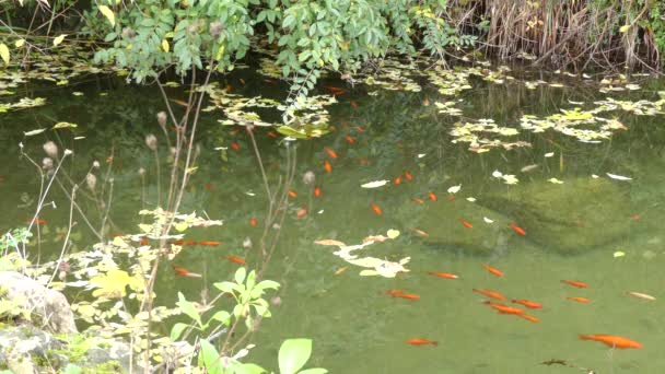 鯉や錦鯉 草履鯉 具体的にはアムール鯉 Rubrofuscus 屋外の Koi の池の装飾的な目的のために保持されますまたは庭園の水のを色します — ストック動画