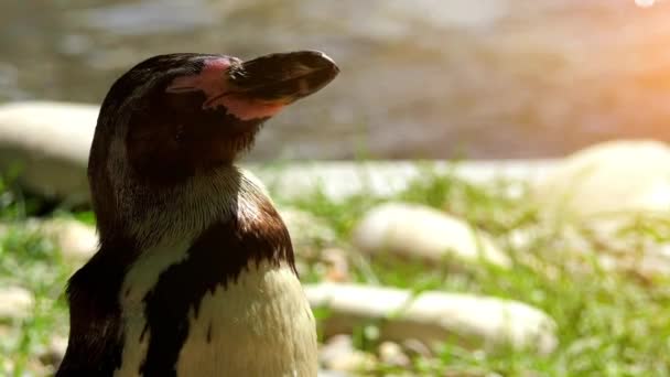 洪堡企鹅 Spheniscus Humboldti 也称为秘鲁企鹅 Patranca 是南美企鹅 在沿海智利和秘鲁繁殖 — 图库视频影像