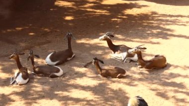 Dama ceylan, addra veya mhorr ceylan (Nanger veya eski adıyla Gazella dama) ceylan tür olduğunu. Afrika'da Sahra Çölü ve Sahel yaşıyor.
