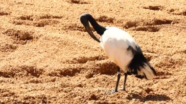 Afrika kutsal aynağı (Threskiornis aethiopicus) Ibis, aynakgiller ailesinin bir yürüyen kuş türüdür. Anavatanı Afrika ve Orta Doğu. Eski Mısırlılar, Tanrı Thoth ile bağlantılı.