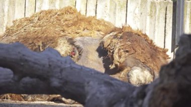 Avrasya magpies et karın hasta iki seviştiği deve cüce. Bactrian deve (Camelus bactrianus) Orta Asya bozkırlarında için büyük, hatta parmaklı ungulate yerel bir.