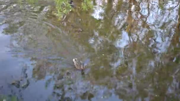 Plusieurs canards et drakes nagent le long d'une rivière pittoresque dans un parc municipal .