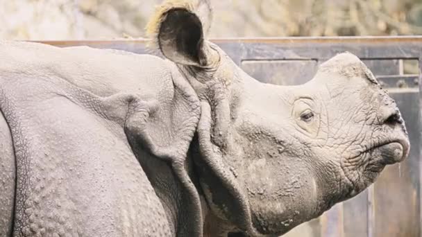 Rhinocéros Blanc Rhinocéros Lèvres Carrées Ceratotherium Simum Est Grande Espèce — Video