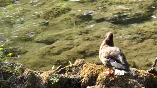 Plusieurs Canards Drakes Nagent Long Une Rivière Pittoresque Dans Parc — Video