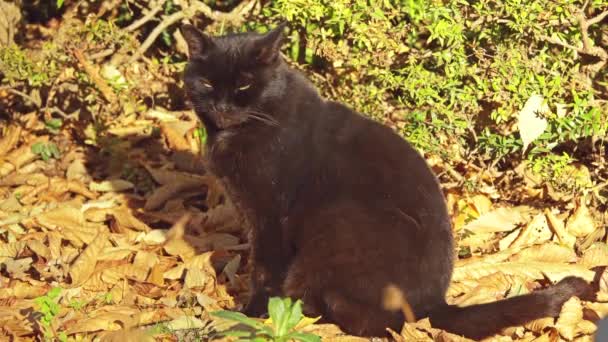 Černá Kočka Chodí Podél Spadané Listí Podzimním Městském Parku — Stock video