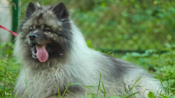 Szpic Wilczy Jest Średniej Wielkości Pies Pluszowy Dwie Warstwy Warstwą — Wideo stockowe