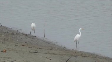 Küçük ak balıkçıl (Egretta garzetta) familyasına ait küçük balıkçıl aile Ardeidae. Cins ismi gelir Provencal Fransız Aigrette, ak balıkçıl, Aigron, heron Arapçadaki kenarındaki.
