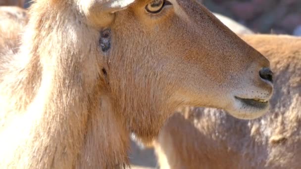 Ammotragus Lervia Uma Espécie Cabra Antílope Nativa Das Montanhas Rochosas — Vídeo de Stock