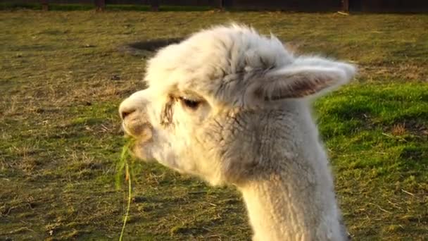 Alpaca Vicugna Pacos Вид Южноамериканского Камелида Похожий Ламу Альпаки Часто — стоковое видео