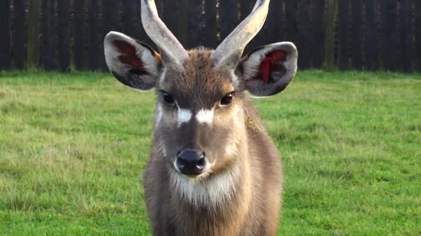 Sitatunga Atau Marshbuck Tragelaphus Spekii Adalah Antelop Rawa Yang Ditemukan — Stok Video