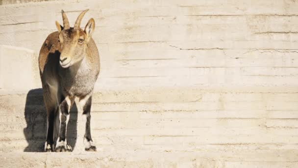 Iberian Ibex Spanish Ibex Spanish Wild Goat Iberian Wild Goat — Stock Video
