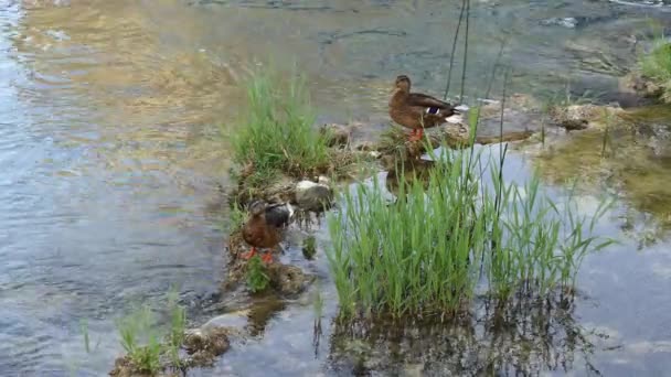 Diverse Anatre Drake Nuotano Lungo Pittoresco Fiume Nel Parco Cittadino — Video Stock