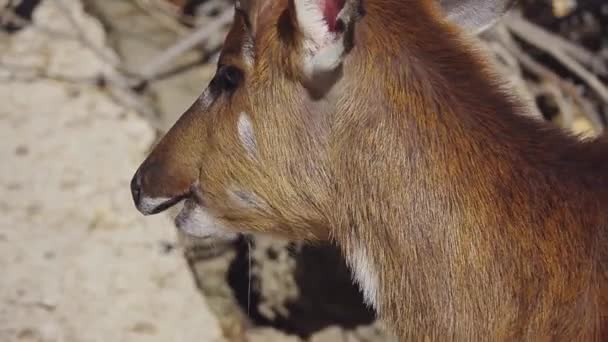 Sitatunga Marshbuck Tragelaphus Spekii 是在中部非洲发现的沼泽栖羚羊 Sitatunga 是中型羚羊 — 图库视频影像