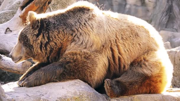 Braunbär Ursus Arctos Ist Ein Bär Der Weiten Teilen Nordeuropas — Stockvideo