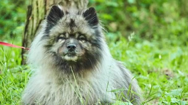 Keeshond Собака Среднего Размера Плюшевым Двухслойным Слоем Серебра Черного Меха — стоковое видео