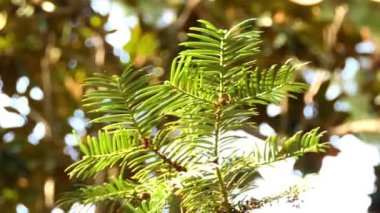 Cephalotaxus sinensis iğne yapraklı shub veya erik porsuk ailesi, Çin'e yerli küçük ağaç var. Bazı botanikçiler Cephalotaxus koreana ve sinensis Cephalotaxus harringtonii ile eşanlamlı olmak için göz önünde bulundurun.