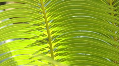 Cycas rumphii veya Kraliçe sago palmiye, dioik Açık tohumlular, tür Sikas Cycas anavatanı Endonezya, Yeni Gine ve Christmas Adası cins içinde olduğunu. Palm gibi her ne kadar görünüşte, palmiye değil.