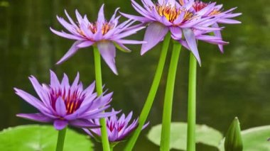 Nymphaea capensis (Cape mavi nilüfer) Nilüfer aile Nilüfergiller suda yaşayan bir çiçekli bitkidir. Afrika yerli, bitki bol bol tatlı su habitatları tropikal bölgelerde büyüyen bulunur.