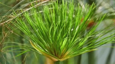 Cyperus papirüs (papirüs saz, kağıt reed, Hint Örtüleme bitki, Nil çim) familyasına ait su Papirüsgiller saz ailesine ait bitki.