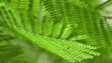 Delonix regia, alev ağacı (royal poinciana, gösterişli) yapraklar, baklagiller, Alt familya Caesalpinioideae fasulye ailesindeki çiçekli bitki türüdür. Eğreltiotu benzeri yaprakları için kaydetti.