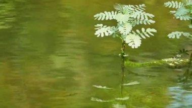 Aeschynomene fluitans çiçekli bitki ailesindeki baklagiller familyasından. Güney Afrika'ya yerli.