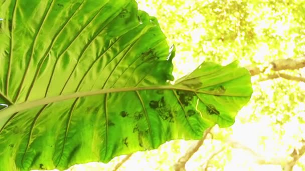 Alocasie is een geslacht van bedektzadigen in arum familie Araceae. Namen zijn gigantische taro, ape, gigantische alocasia en pai. In Australië - cunjevoi. — Stockvideo