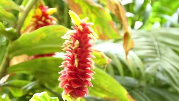 Costus barbatus, spiralförmiger Ingwer, ist eine mehrjährige Pflanze mit roten Blütenständen. costus barbatus stammt aus Costa Rica. Pflanzen werden von Kolibris bestäubt. — Stockvideo