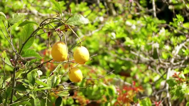 Limón amarillo colgando de un árbol y las siguientes flores . — Vídeo de stock