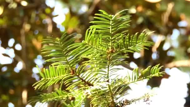 Cephalotaxus sinensis jest iglaste shub lub niewielkie drzewo śliwkowe CIS rodziny, pochodzi z Chin. Niektórzy botanicy uważają Cephalotaxus koreana i sinensis synonimem Cephalotaxus harringtonii. — Wideo stockowe