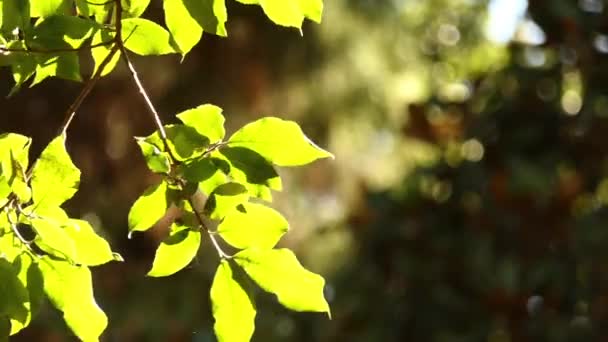 Ehretia latifolia v rodině Boraginacrae, Střední Amerika. — Stock video