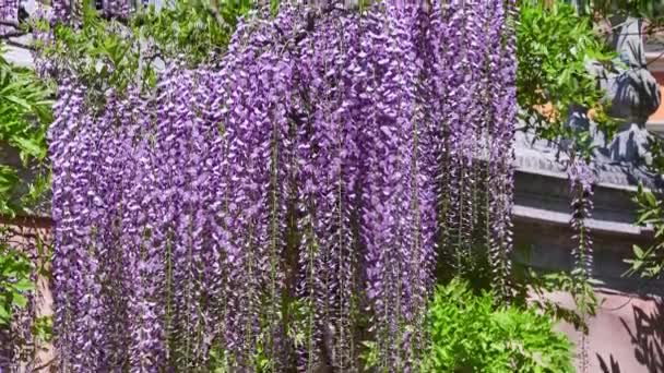 Wisteria sinensis (Chinese wisteria) is woody, deciduous, perennial climbing vine in genus Wisteria, native to China in provinces of Guangxi, Guizhou, Hebei, Henan, Hubei, Shaanxi, and Yunnan. — Stock Video